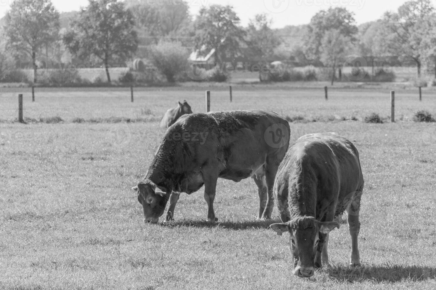 weseke in westphalia photo