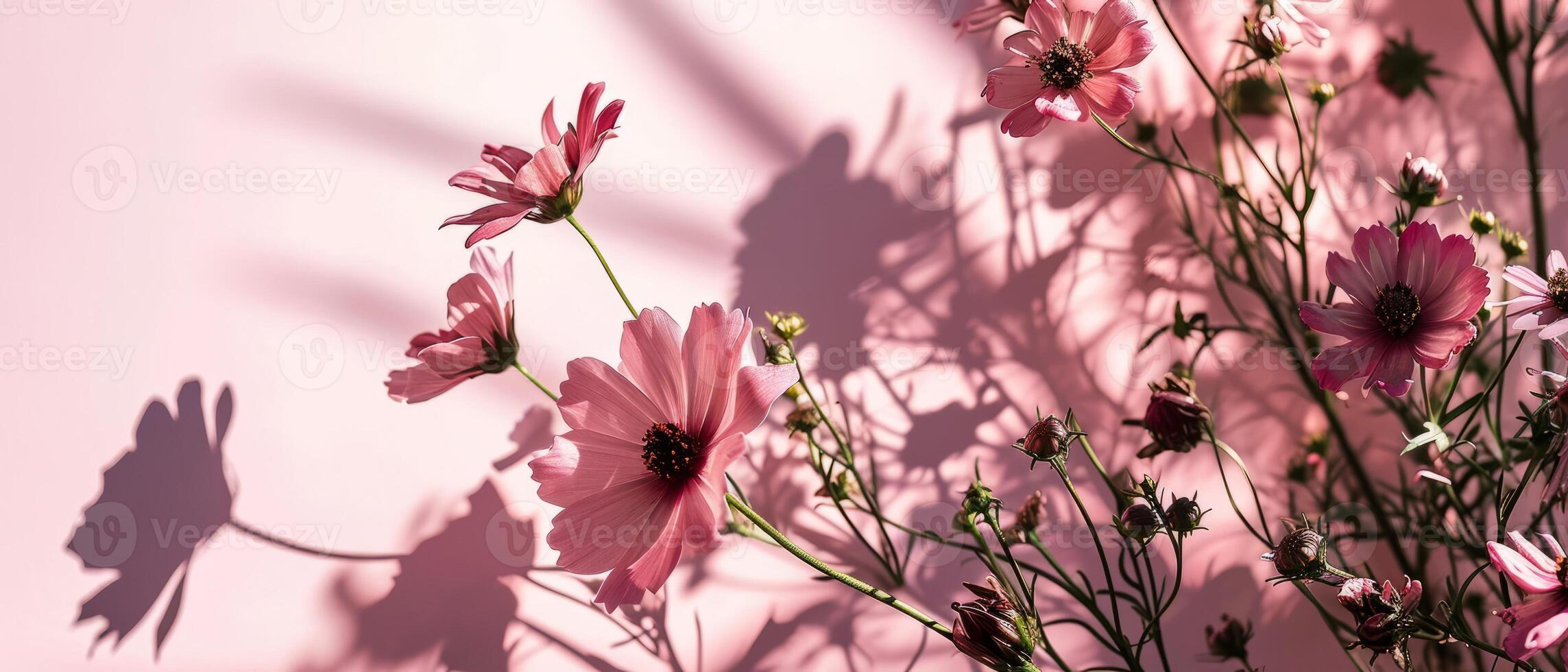 AI generated Delicate cosmos flowers and their shadows on a pink background, illuminated by gentle sunlight creating a romantic mood photo