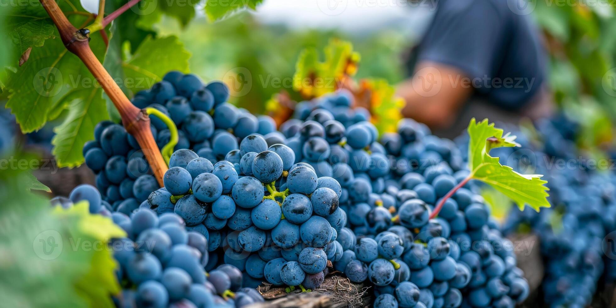 ai generado un hombre es visto cosecha maduro uvas desde el vino en un viñedo. el racimos de oscuro uvas son siendo cuidadosamente examinado y cosechado por el vinatero foto