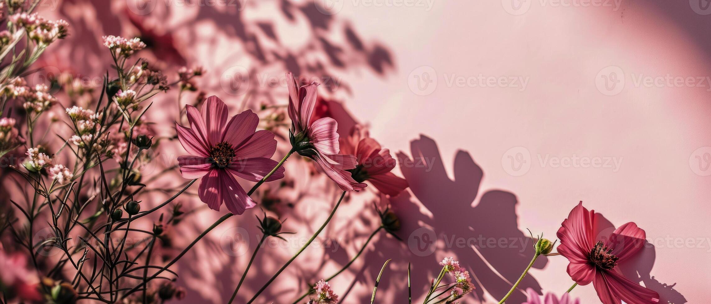 AI generated Delicate cosmos flowers and their shadows on a pink background, illuminated by gentle sunlight creating a romantic mood photo