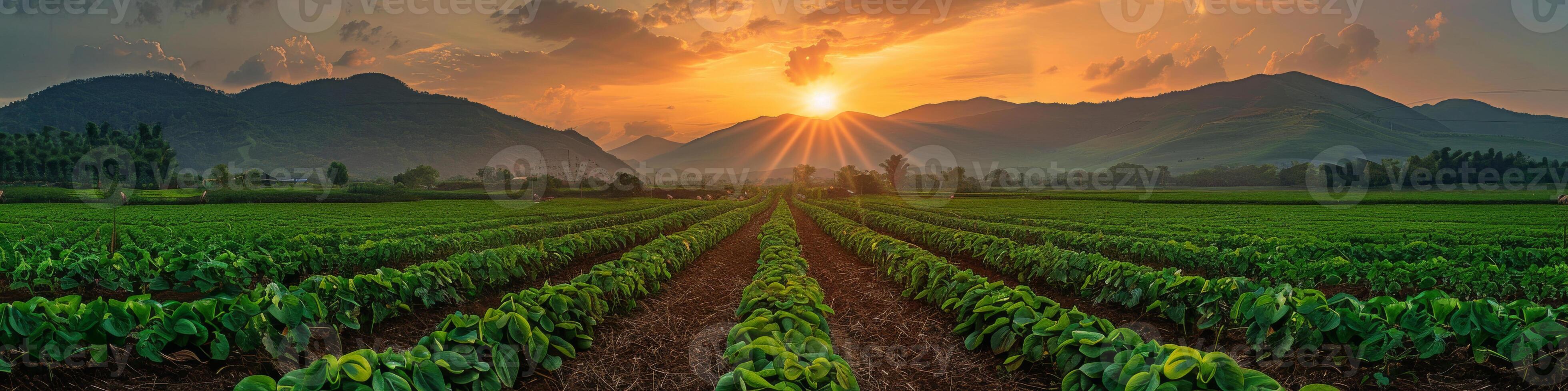 AI generated A field of green plants is illuminated by the setting sun in a vibrant farm scene. Rows of crops stretch into the distance under the colorful sky photo