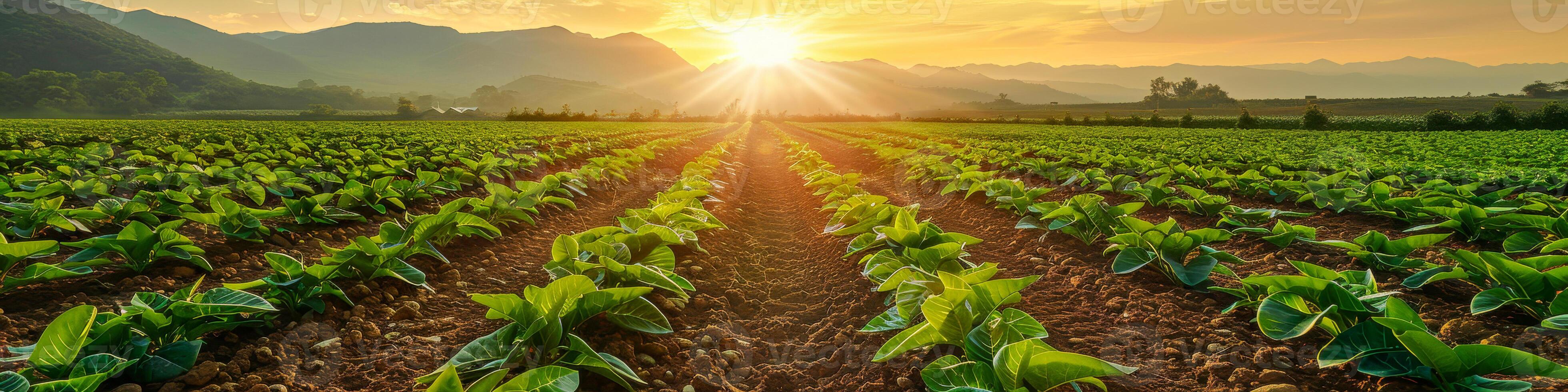 AI generated A field of green plants is illuminated by the setting sun in a vibrant farm scene. Rows of crops stretch into the distance under the colorful sky photo