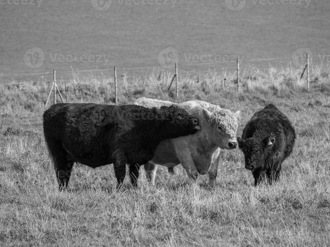 the island of helgoland photo