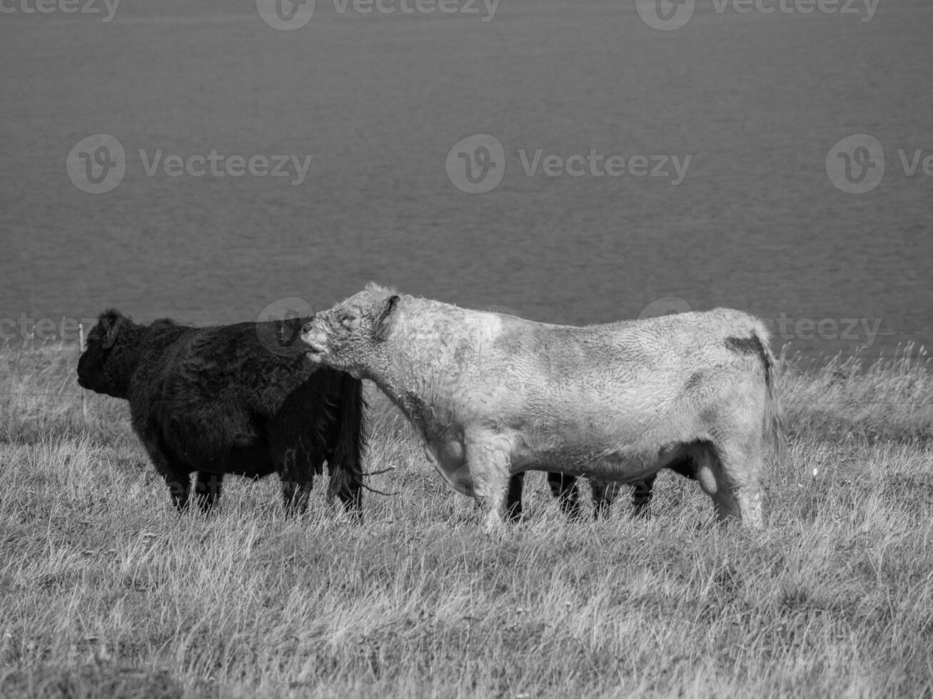 the island of helgoland photo