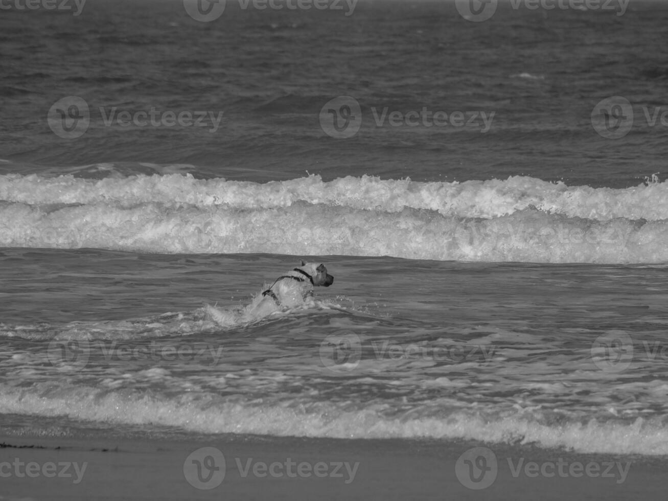 juist in the north sea photo