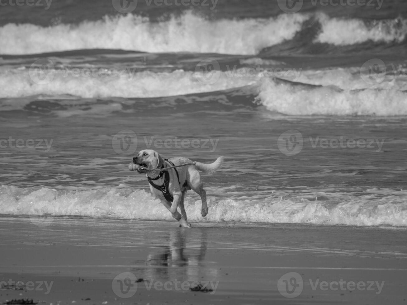 juist in the north sea photo