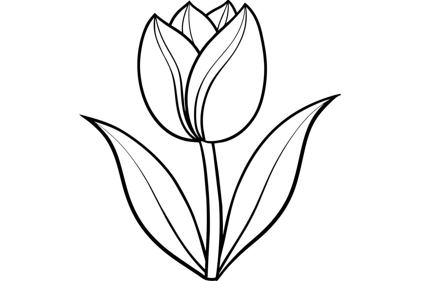 Tulip Vector Art Illustration