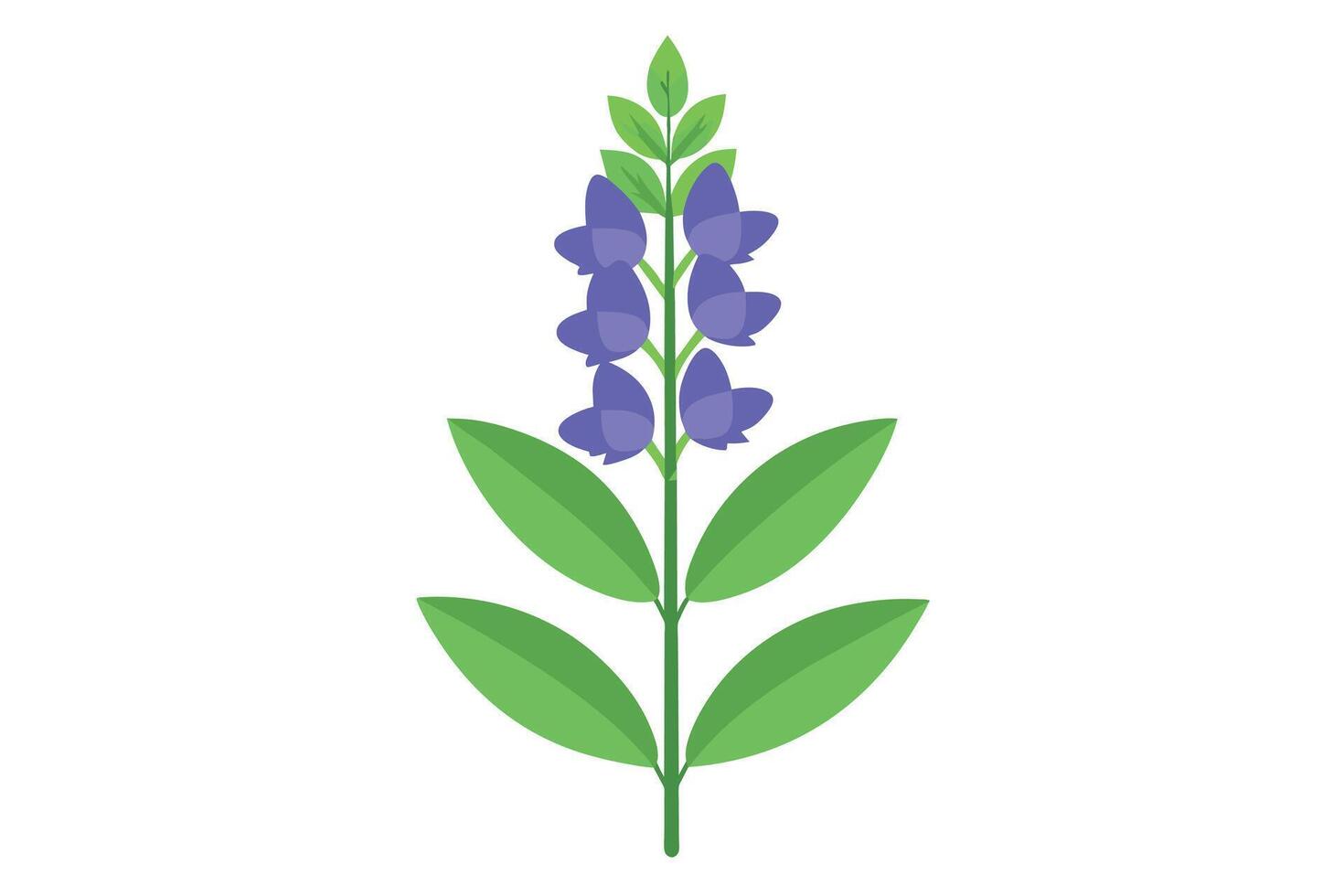 Monkshood Flower Vector Illustration Isolated on a Clean Background