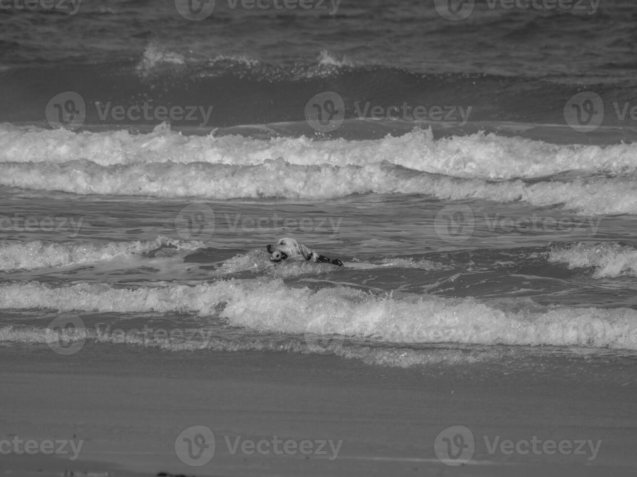 juist in the north sea photo