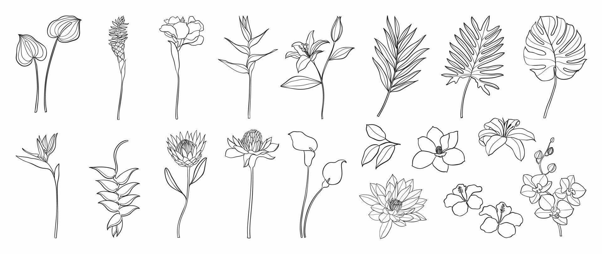 Set of flower hand drawn element vector. Collection of foliage, branch, summer floral, leaf, orchid, petal, monstera, lily, palm. Tropical plant illustration design for logo, wedding, invitation. vector