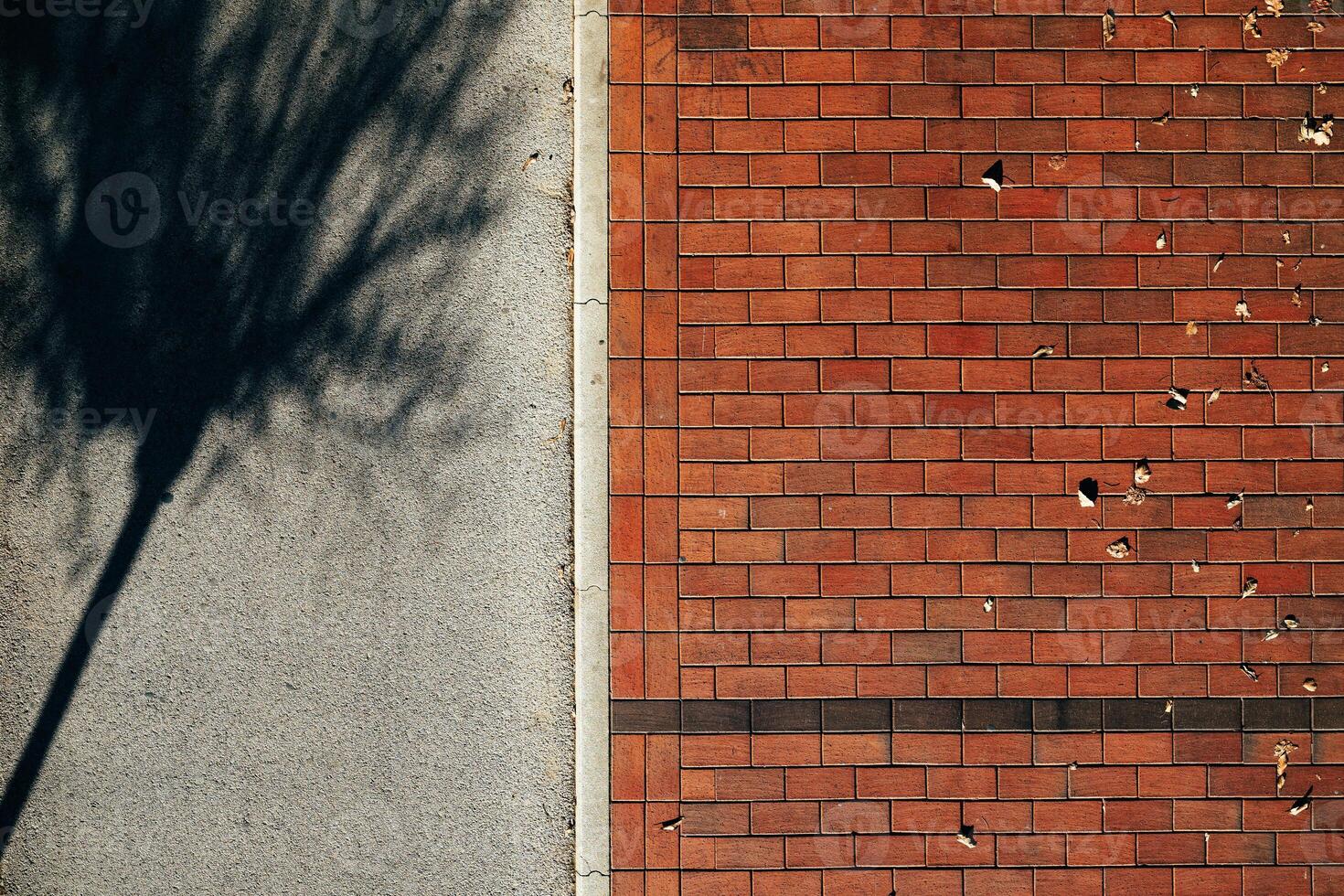 Shadow of a tree on bicycle lane next to the pavement in autumn, top view photo