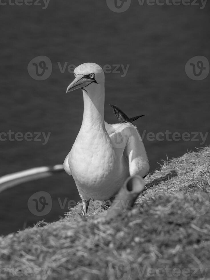 Helgoland island in germany photo