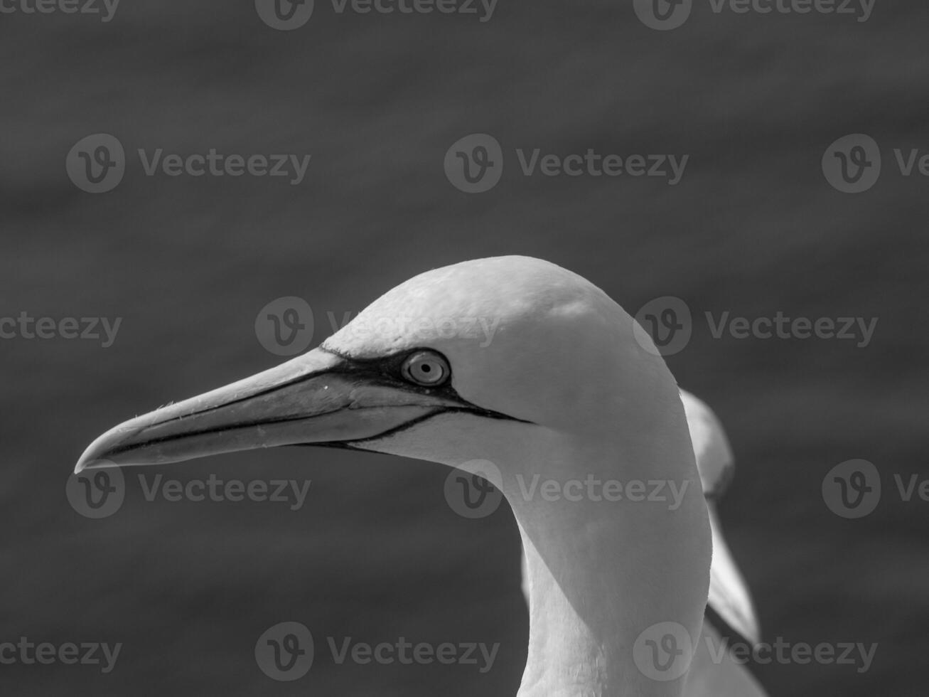 Helgoland island in germany photo