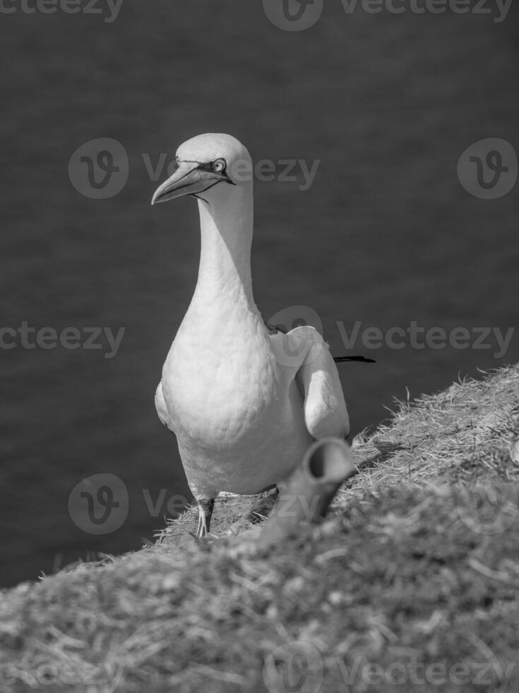 Helgoland island in germany photo