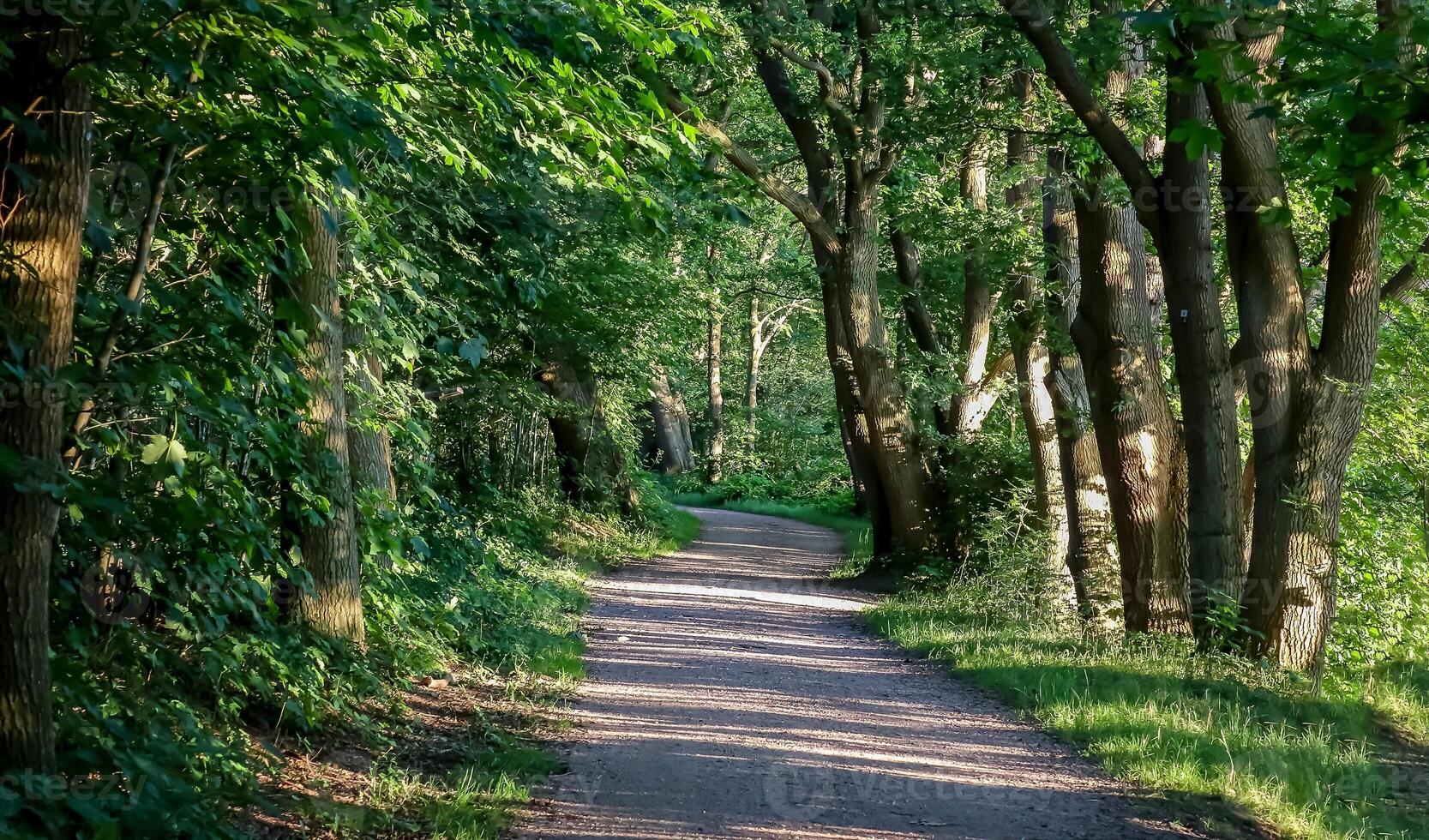 Beautiful view into a dense green forest with bright sunlight ca photo