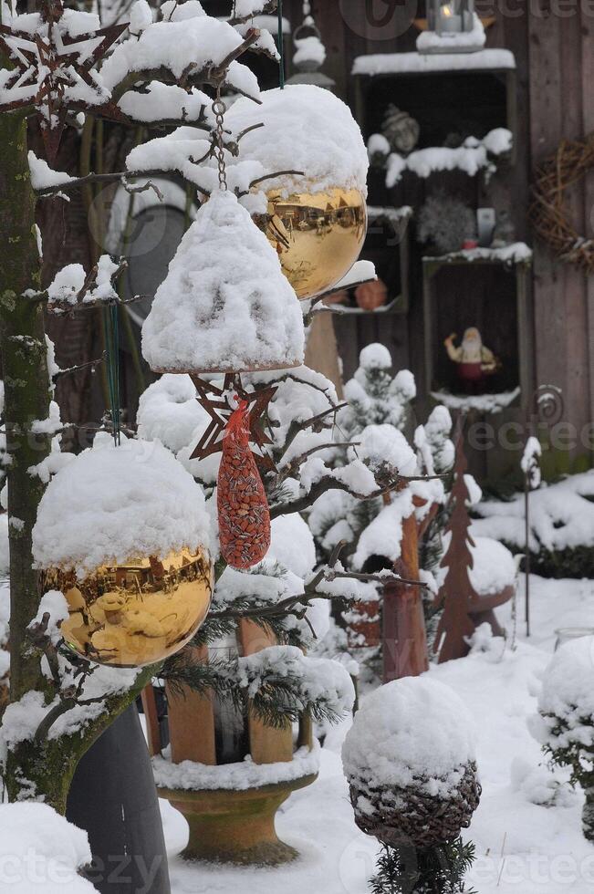 invierno en el jardin foto