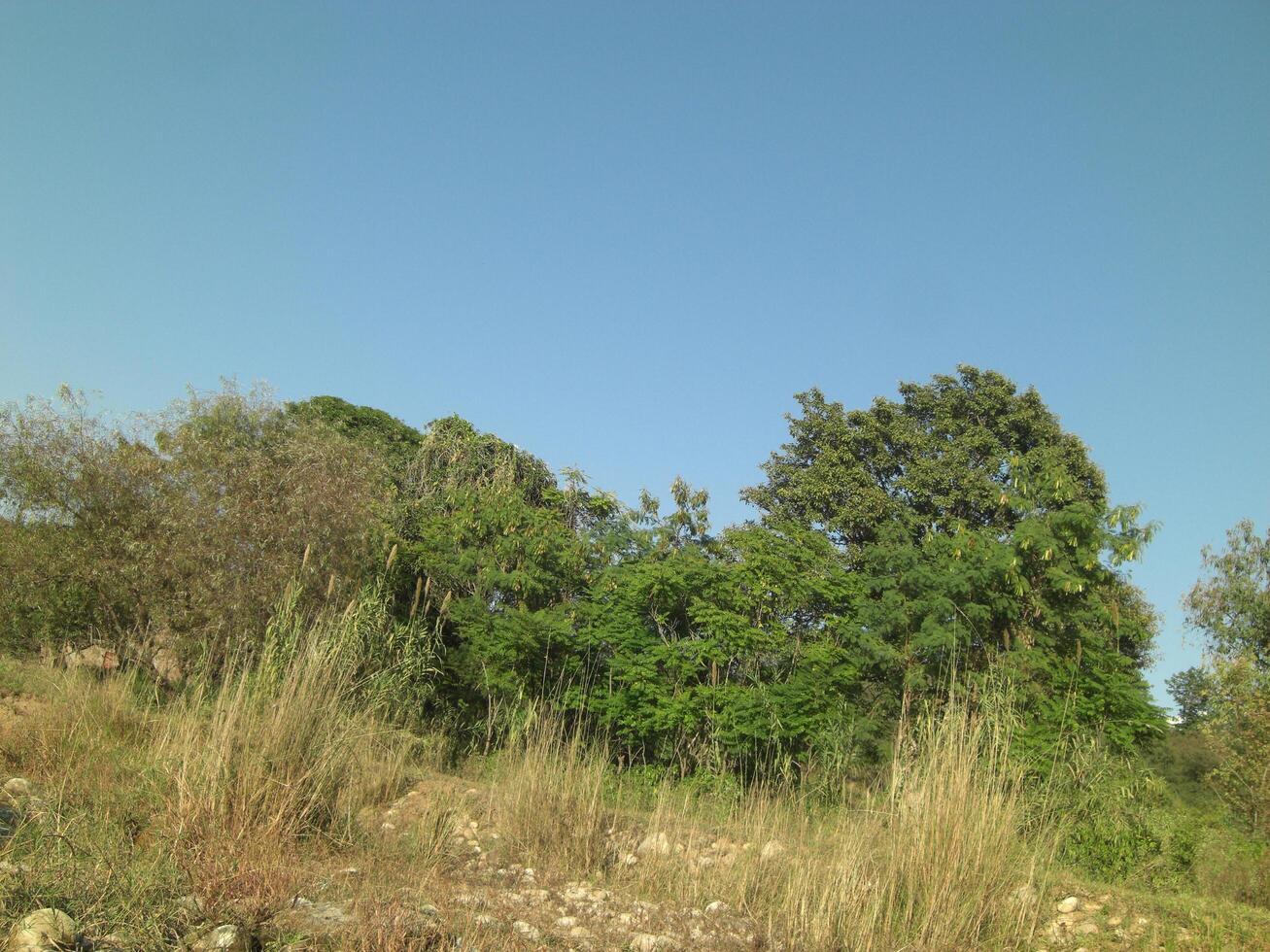 Clean Blue Sky - Green Tree - Stock Photo