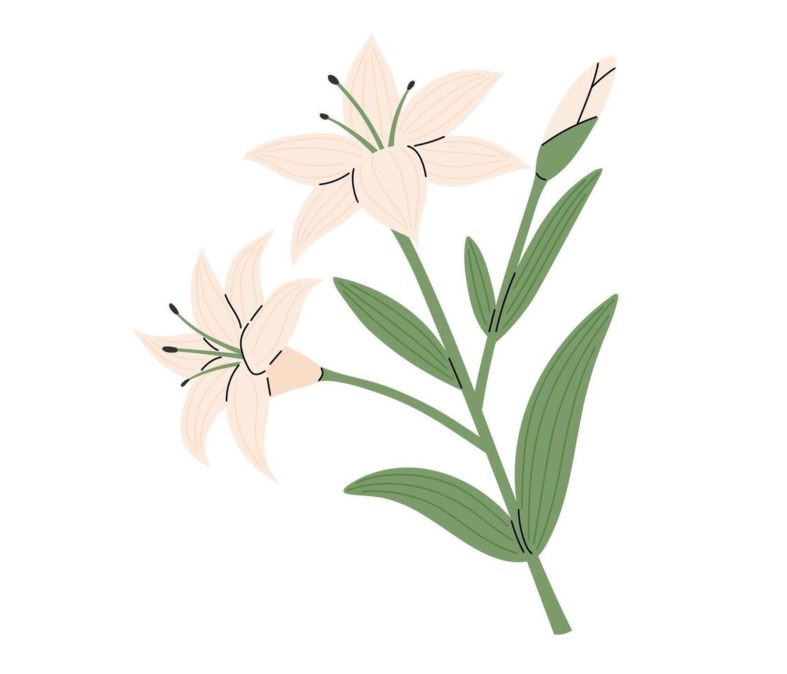 White lilies flowers. Religious christian sign. Vector illustration in flat hand drawn style