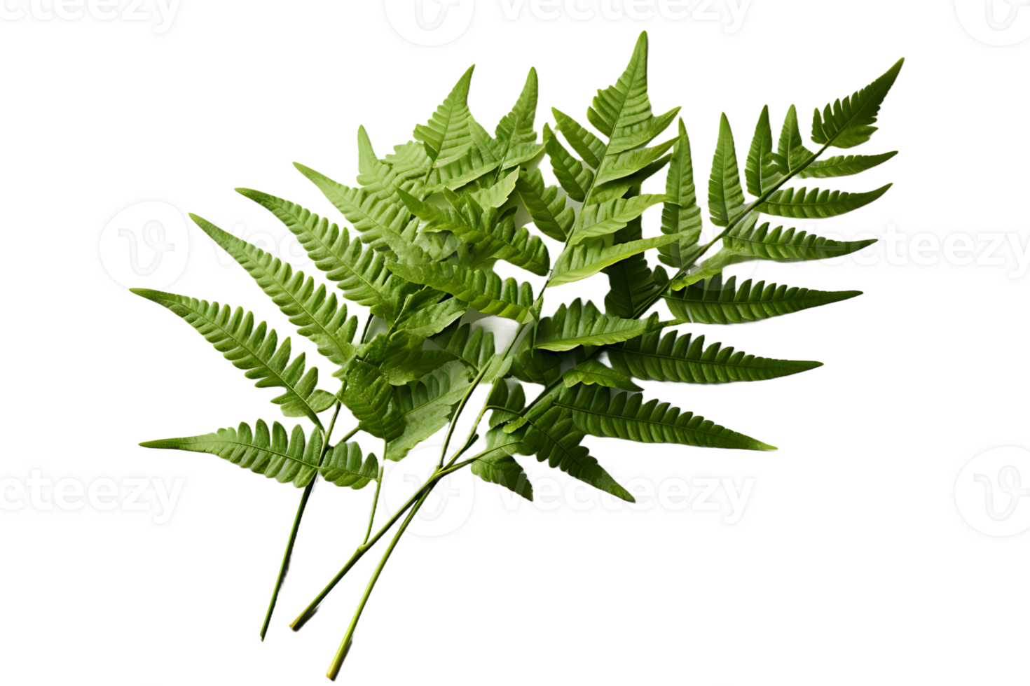 AI generated Green Fern Leaf. Tropical Botany Isolated on a Transparent  Background. Generative Ai png