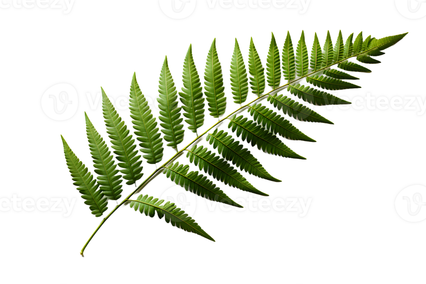 AI generated Green Fern Leaf. Tropical Botany Isolated on a Transparent  Background. Generative Ai png
