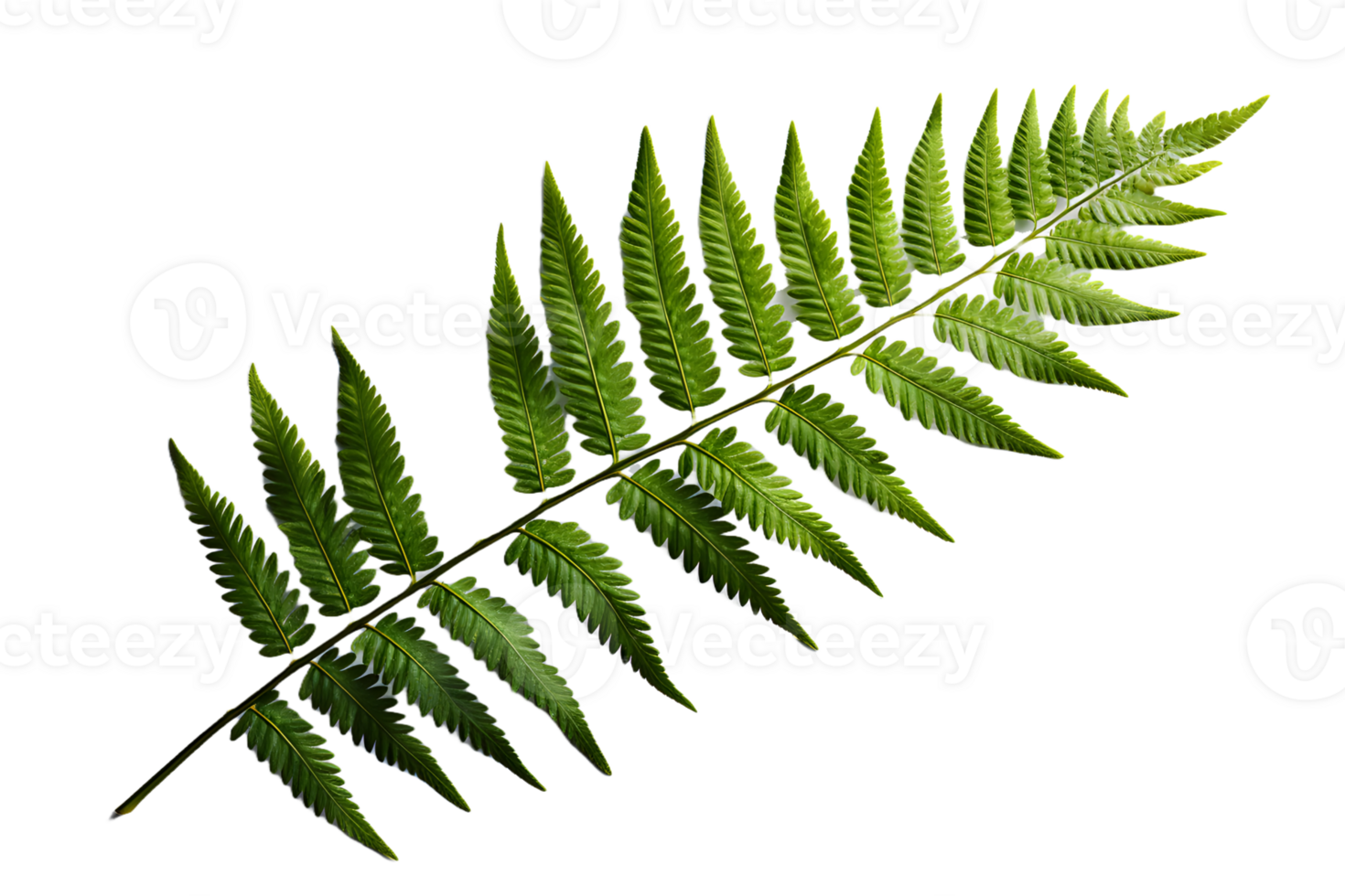 AI generated Green Fern Leaf. Tropical Botany Isolated on a Transparent  Background. Generative Ai png