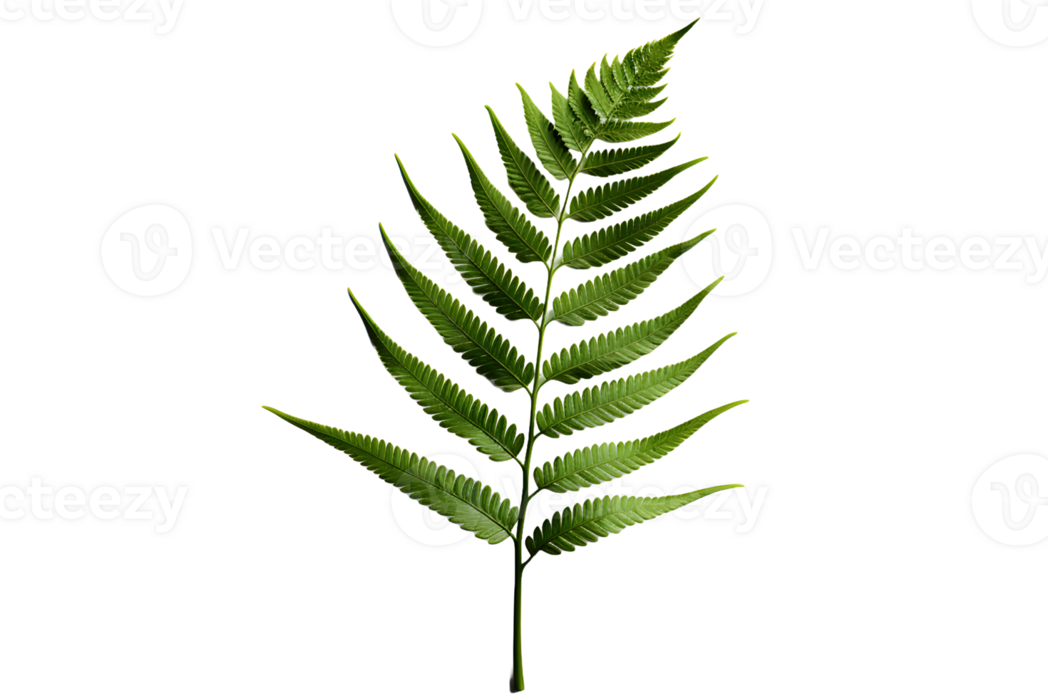 AI generated Green Fern Leaf. Tropical Botany Isolated on a Transparent  Background. Generative Ai png