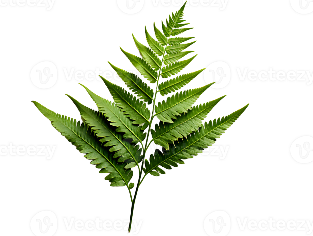 AI generated Green Fern Leaf. Tropical Botany Isolated on a Transparent  Background. Generative Ai png