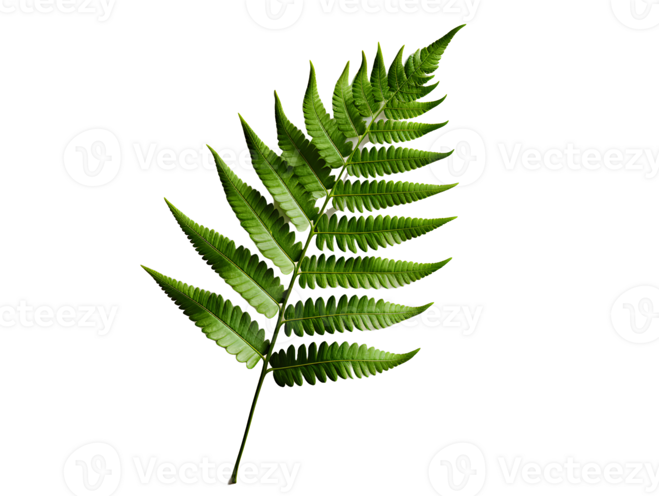 AI generated Green Fern Leaf. Tropical Botany Isolated on a Transparent  Background. Generative Ai png
