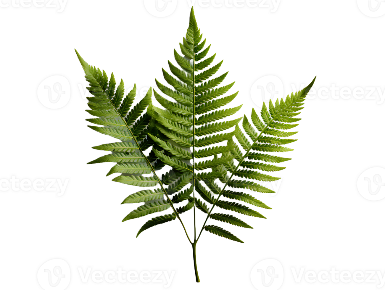 AI generated Green Fern Leaf. Tropical Botany Isolated on a Transparent  Background. Generative Ai png