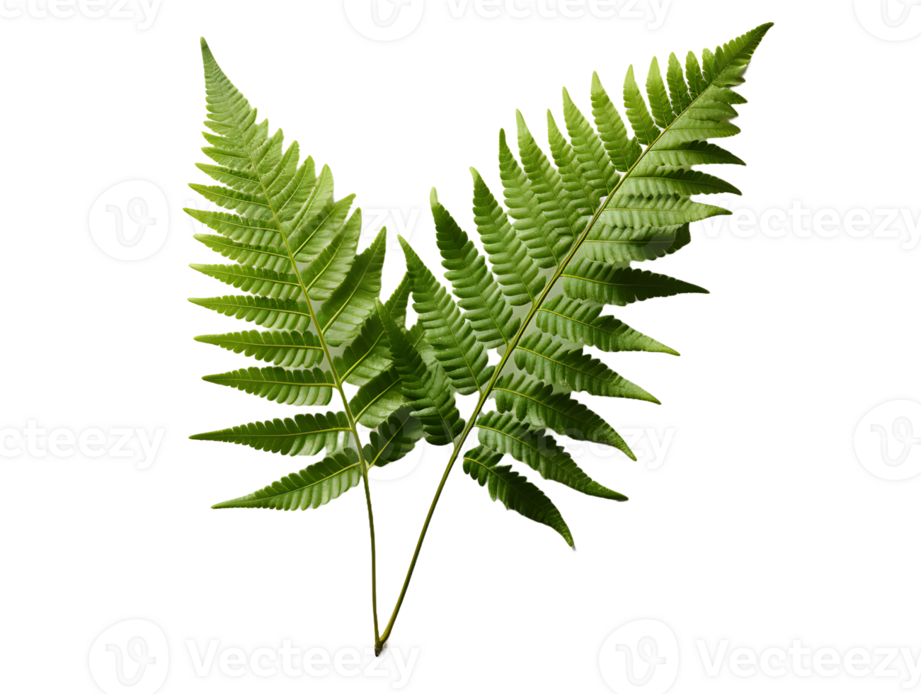 AI generated Green Fern Leaf. Tropical Botany Isolated on a Transparent  Background. Generative Ai png