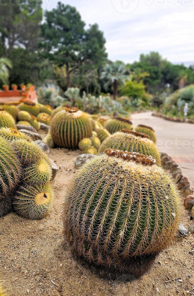 cactus parque desde alrededor el mundo foto