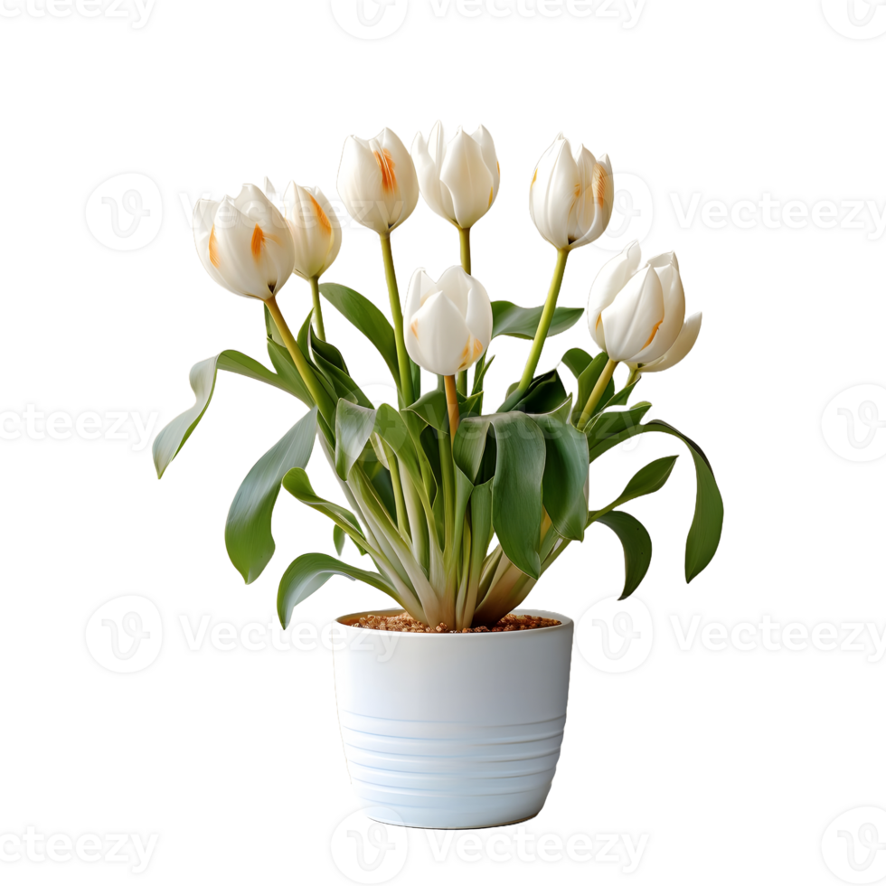AI generated Tulip Flowers in White Pot Isolated on Transparent Background. Generative Ai png