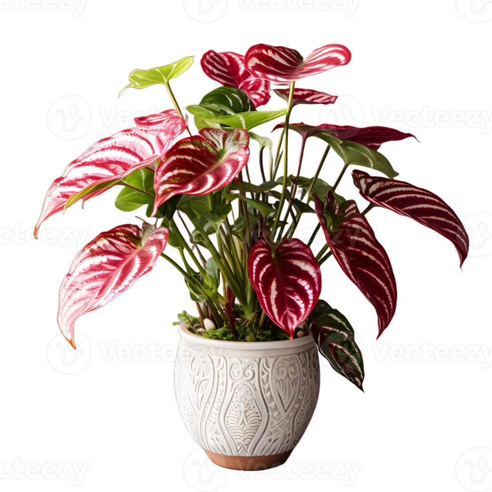 AI generated Exotic Red and Green Caladium Plant in Pot Isolated on Transparent Bacground. Caladium Leaves. Generative Ai png