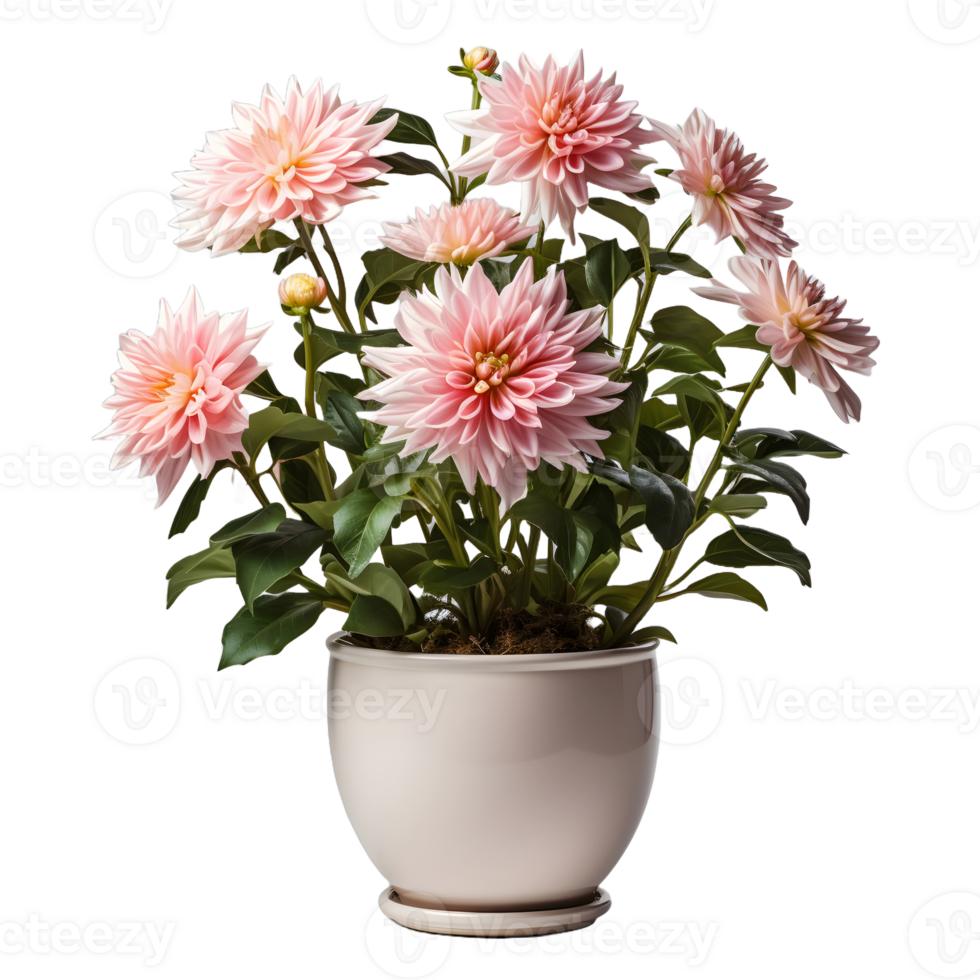 AI generated Dahlia in a Pot Isolated on Transparent Background. Beautiful Spring Flowers. Generative Ai png