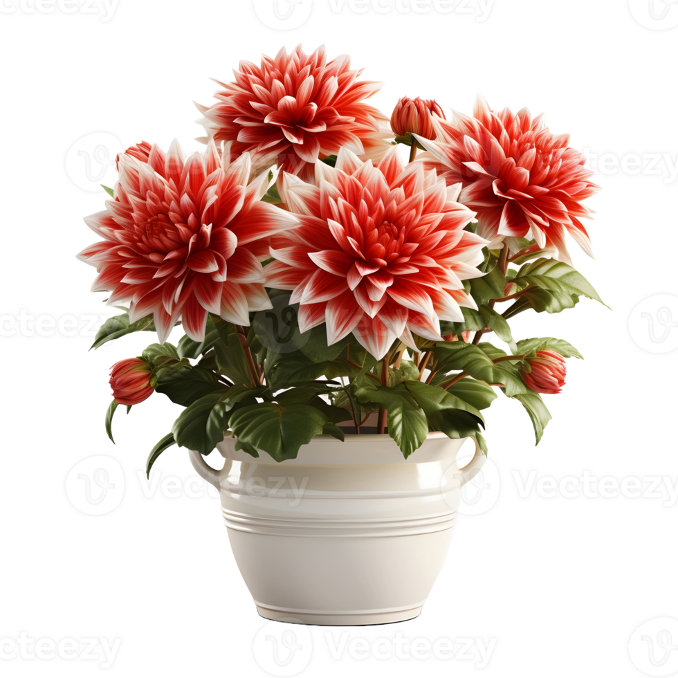 AI generated Dahlia in a Pot Isolated on Transparent Background. Beautiful Spring Flowers. Generative Ai png