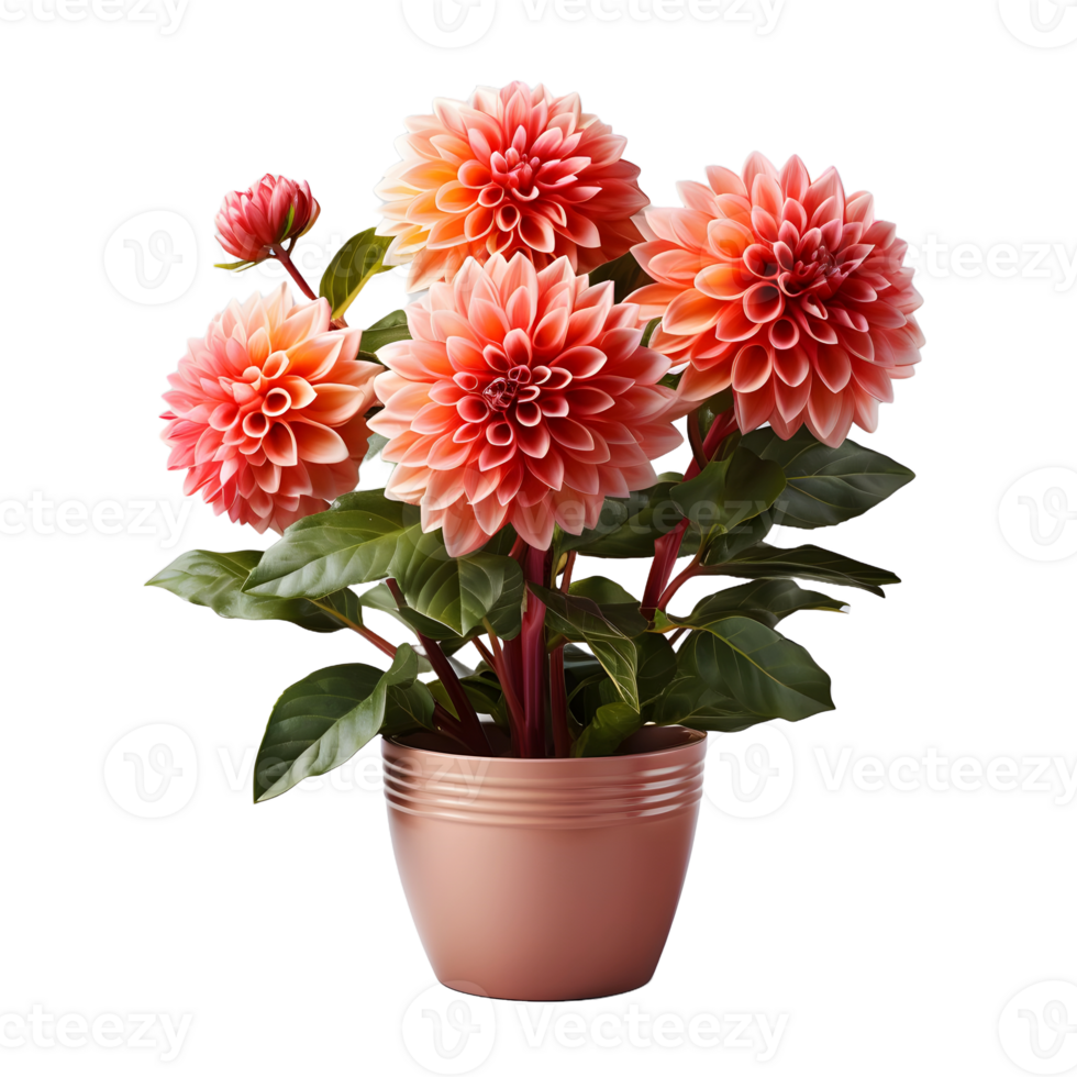 AI generated Dahlia in a Pot Isolated on Transparent Background. Beautiful Spring Flowers. Generative Ai png