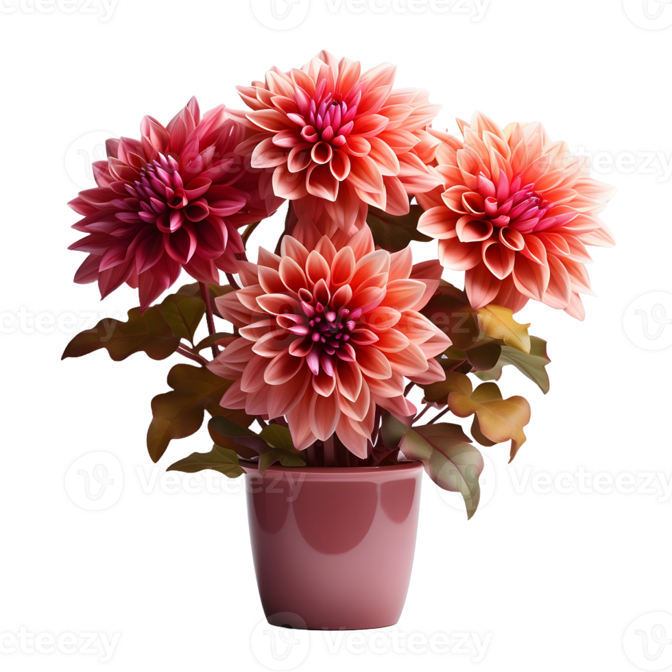 AI generated Dahlia in a Pot Isolated on Transparent Background. Beautiful Spring Flowers. Generative Ai png