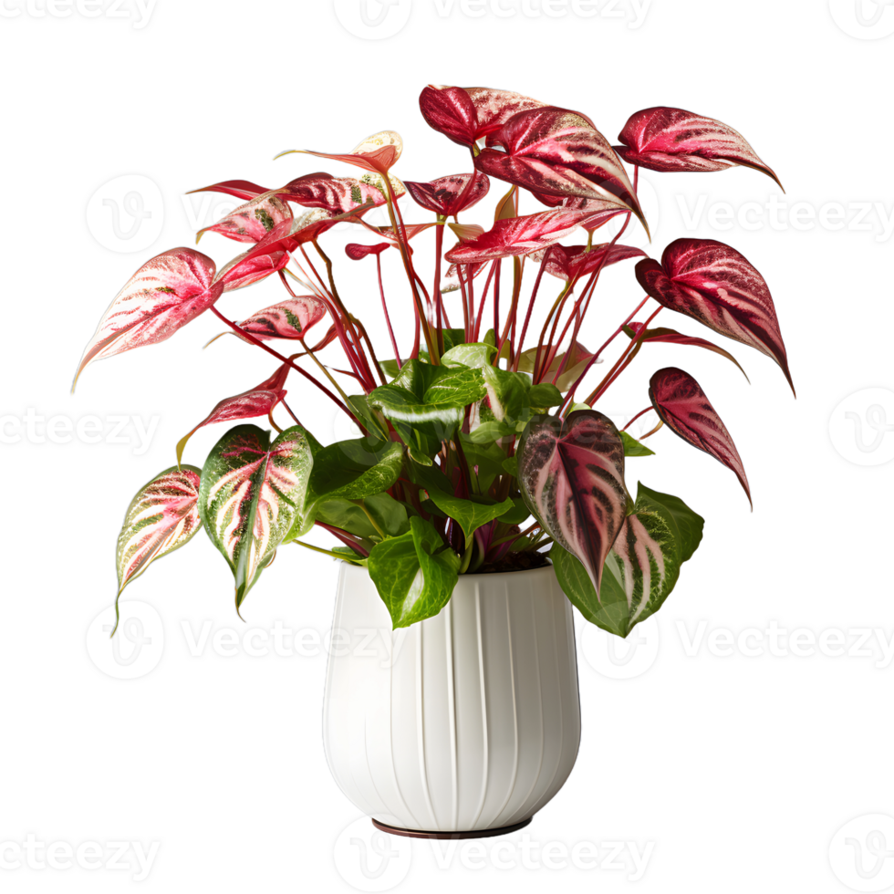 AI generated Exotic Red and Green Caladium Plant in Pot Isolated on Transparent Bacground. Caladium Leaves. Generative Ai png