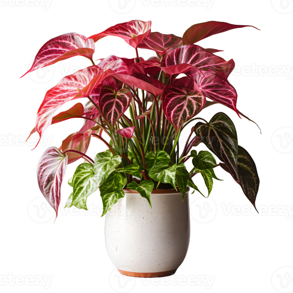 AI generated Exotic Red and Green Caladium Plant in Pot Isolated on Transparent Bacground. Caladium Leaves. Generative Ai png