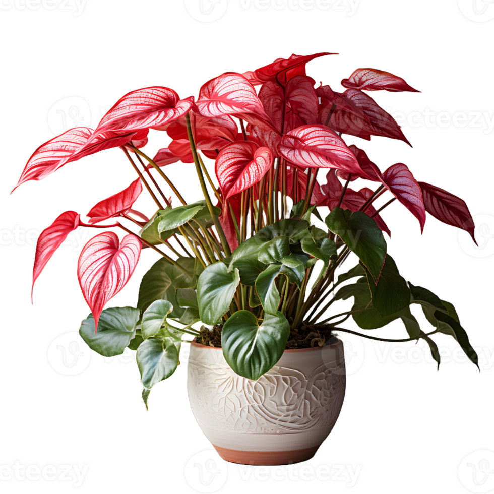 AI generated Exotic Red and Green Caladium Plant in Pot Isolated on Transparent Bacground. Caladium Leaves. Generative Ai png