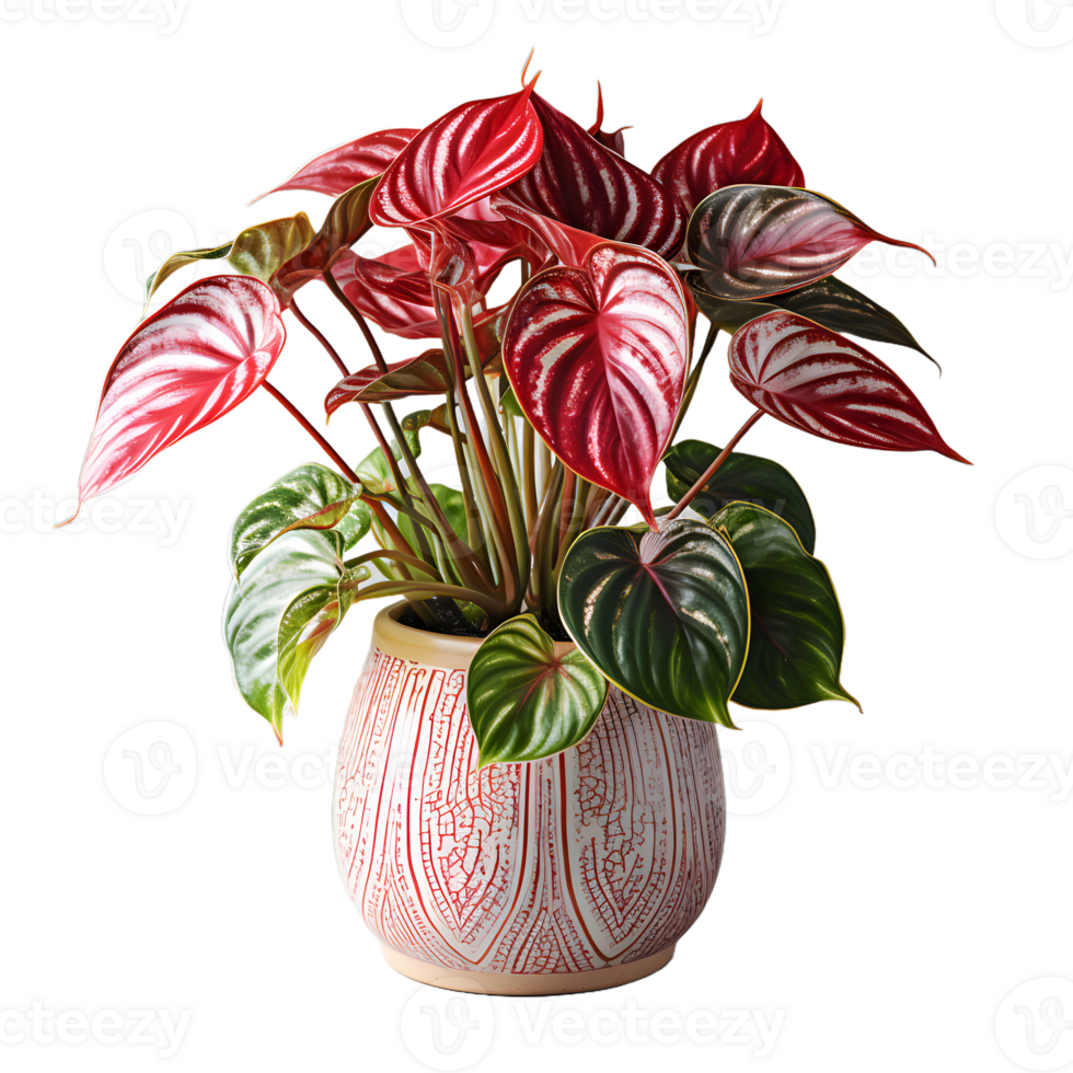 AI generated Exotic Red and Green Caladium Plant in Pot Isolated on Transparent Bacground. Caladium Leaves. Generative Ai png