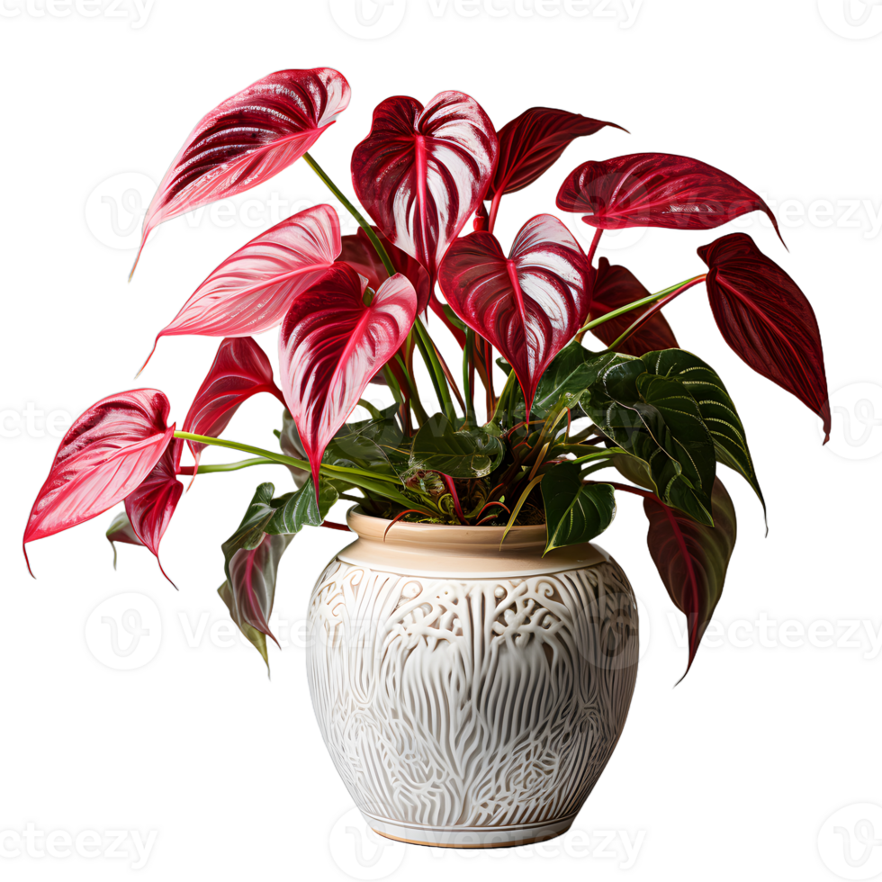 AI generated Exotic Red and Green Caladium Plant in Pot Isolated on Transparent Bacground. Caladium Leaves. Generative Ai png