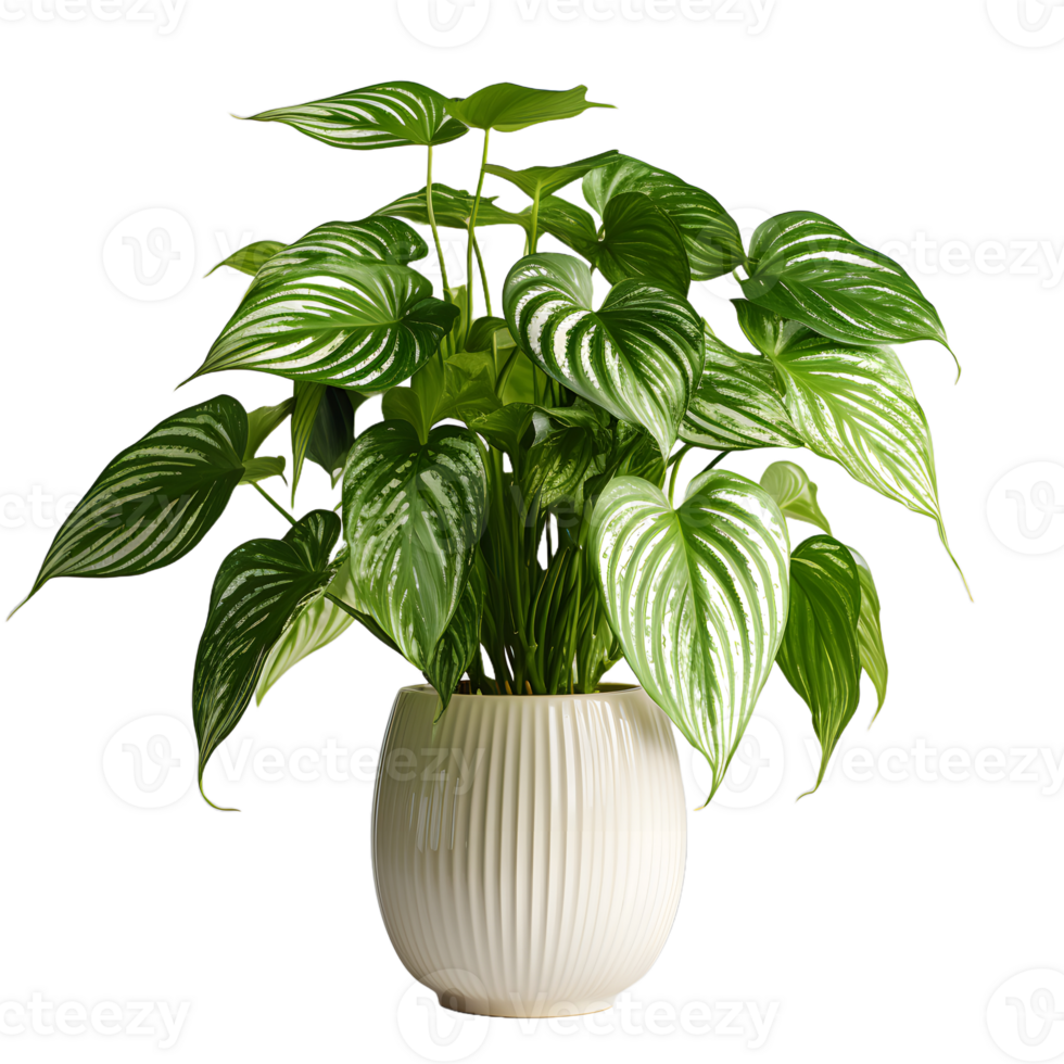 AI generated Exotic Caladium Plant in a Pot Isolated on transparent Background. Plant in a Vase for Interior Decoration. Generative Ai png