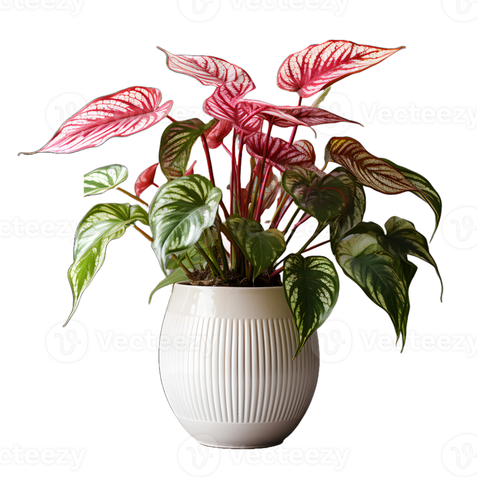 AI generated Exotic Red and Green Caladium Plant in Pot. Caladium Leaves. Generative Ai png