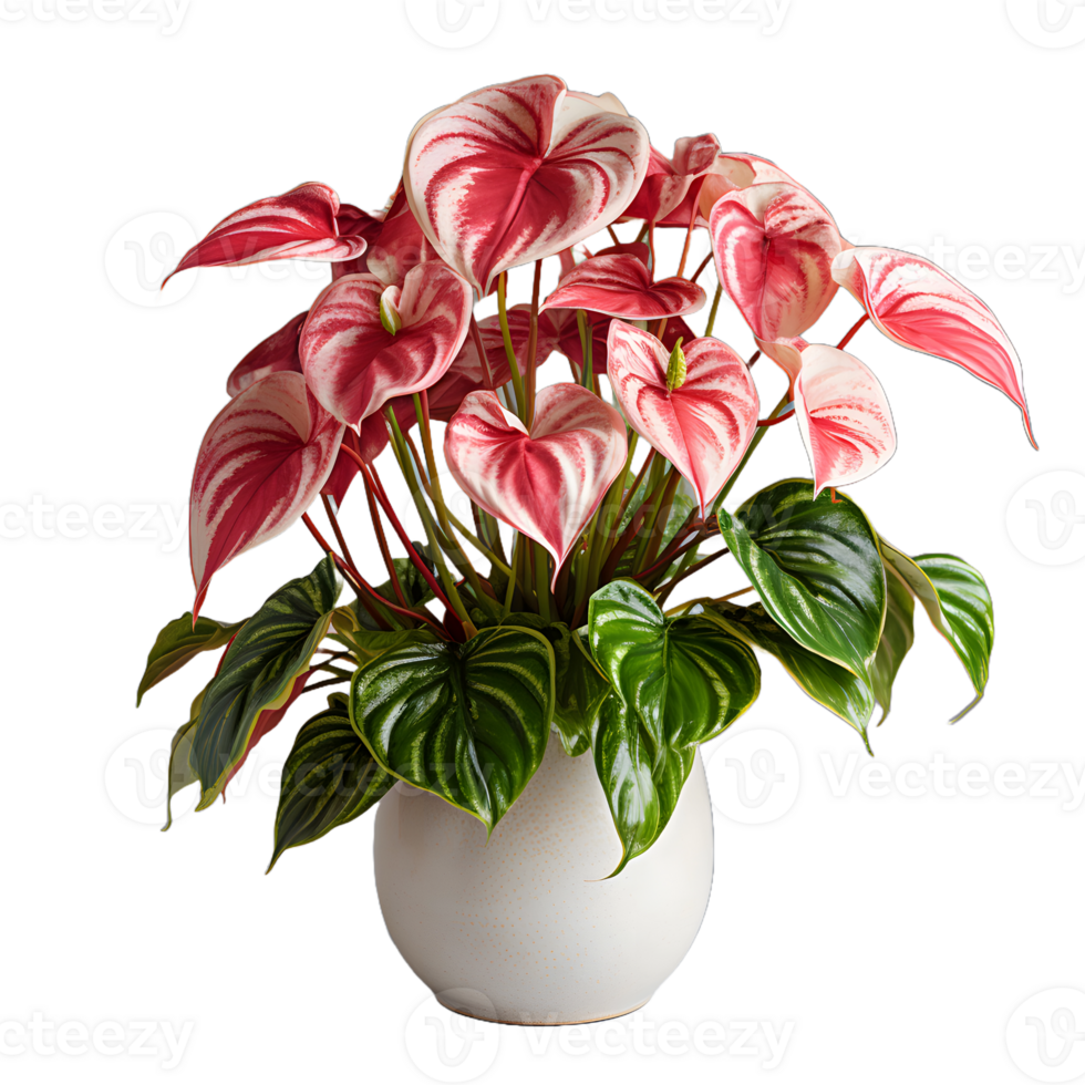 AI generated Exotic Red and Green Caladium Plant in Pot Isolated on Transparent Bacground. Caladium Leaves. Generative Ai png