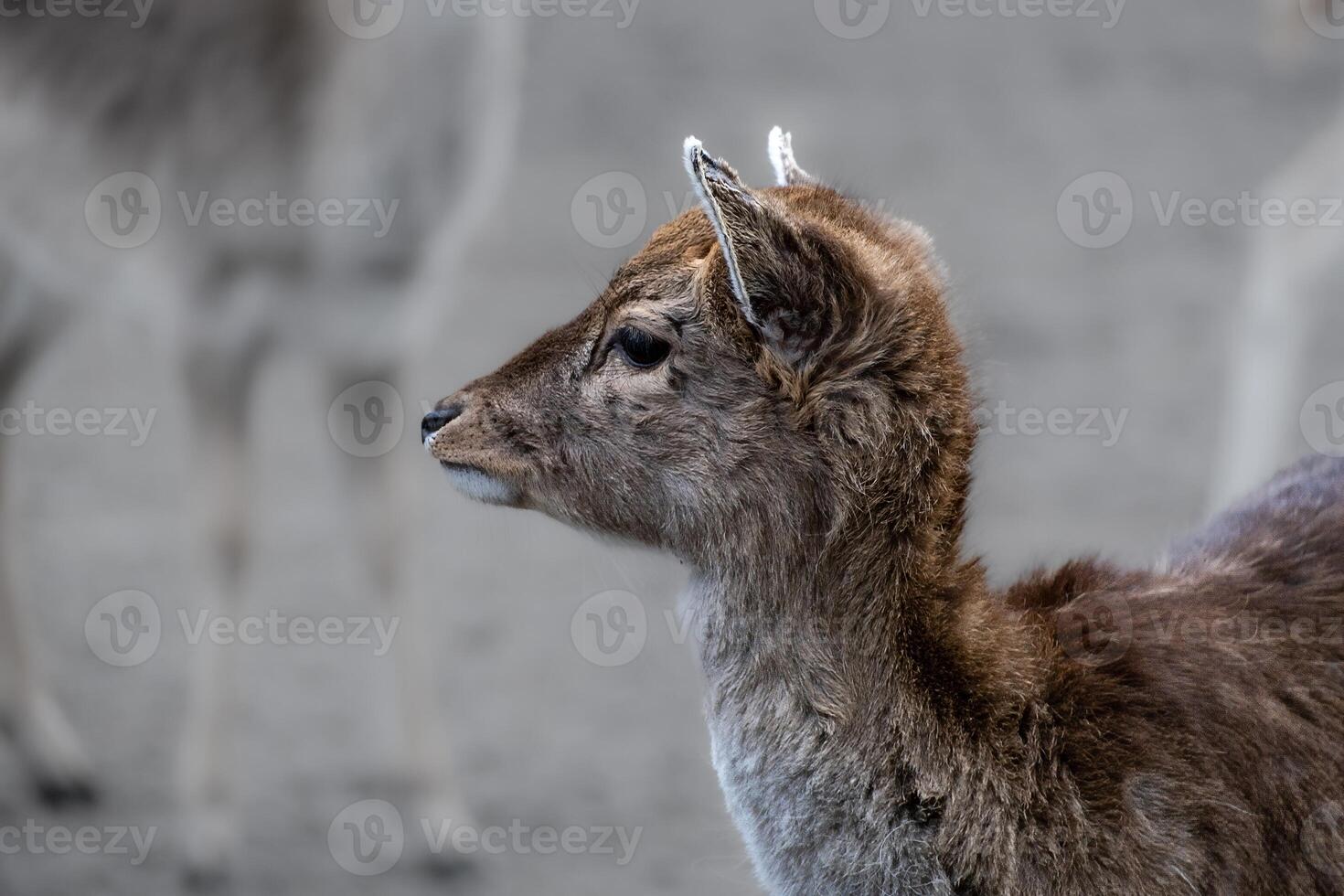 Portrait of a young fallow deer photo