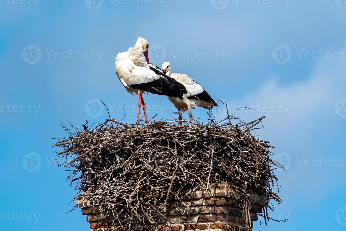 stork in a nest on an old brick chimney photo