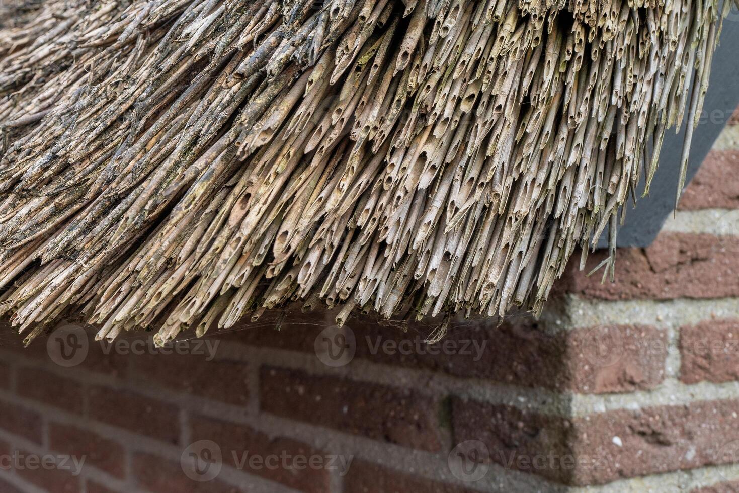 detailed view of a reed roof photo
