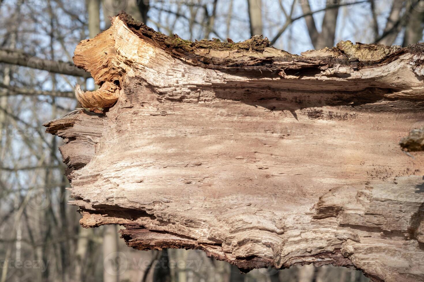 large tree trunk broken off in the storm photo