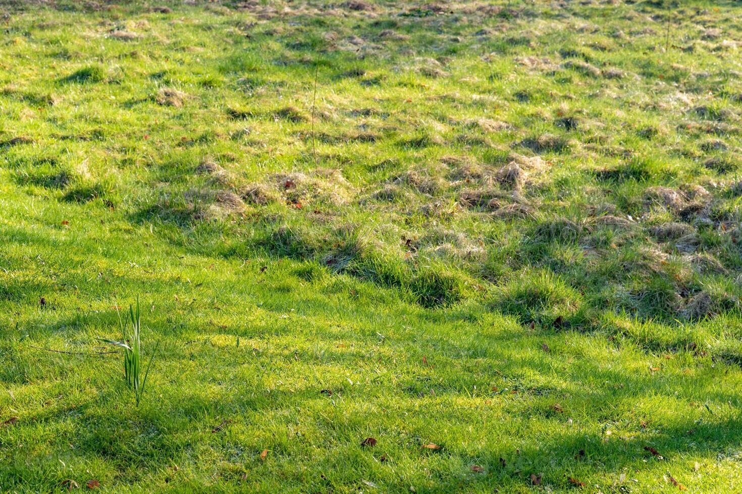 lush green meadow in spring photo